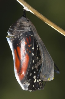 butterfly emerging